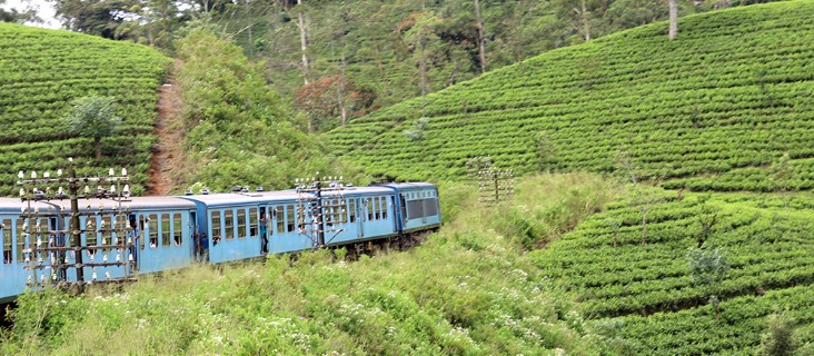 お茶の旅 Tea Trips