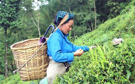 お茶の栽培と製造方法 Cultivation & Manufacturing