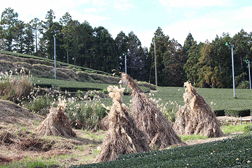 お茶に関する世界農業遺産